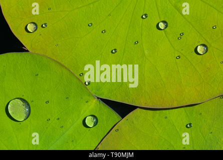 Water Drops on Lotus Leaves in Mexico Stock Photo