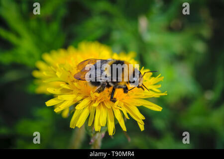 Bumblebee Sitting on a Yellow Dandelion Flower.A large shaggy bumblebee collects nectar from a bright yellow dandelion flower. Stock Photo