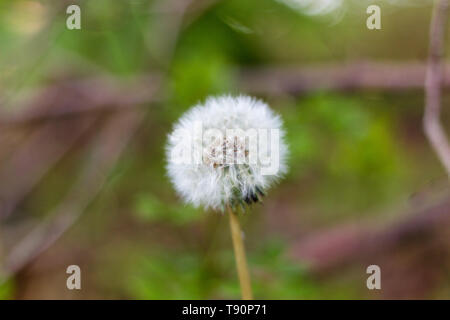 Close up of a dandelion seedhead Stock Photo