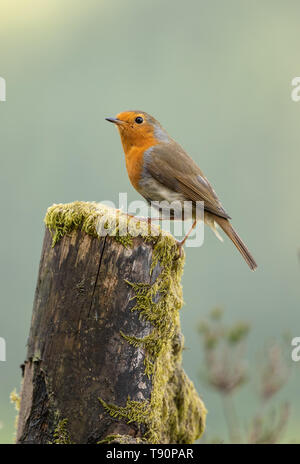 Robin Redbreast perched on felled tree. Stock Photo