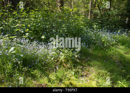 Wood forget-me-nots (Myosotis sylvatica), blue wildflowers growing along a woodland ride in ancient woodland at Black Down, West  Sussex, UK Stock Photo