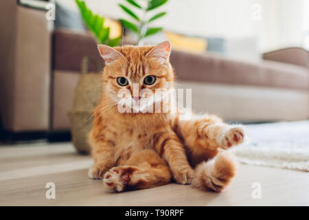 Ginger cat sitting on floor in living room and looking at camera after cleaning itself. Funny pet pose Stock Photo