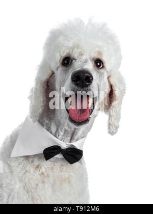Head shot of cute adult white King Poodle, sitting up looking towards camera. Isolated on white background. Wearing a black with white tuxedo collar / Stock Photo