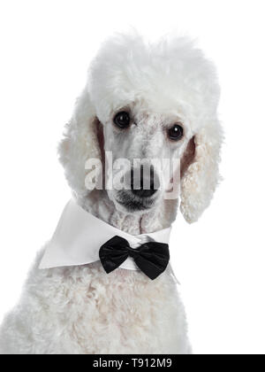 Head shot of cute adult white King Poodle, sitting up looking towards camera. Isolated on white background. Wearing a black with white tuxedo collar / Stock Photo