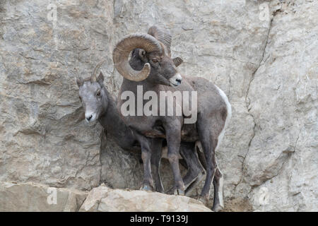 An adult male Bighorn sheep ´Ovis canadensis´, protecting its Ewe from other Rams in lamar Valley Yellowstone National Park. Stock Photo