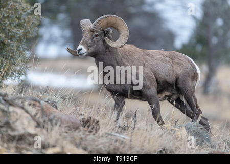 An adult male Bighorn sheep ´Ovis canadensis´, standing on top of a rocky ridge against a blue sky in lamar Valley Yellowstone National Park Stock Photo