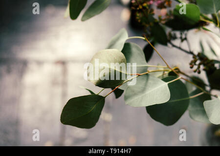 Eucalyptus Branches and Jasmine Bouquet Close Up With a Textured Wood Background Stock Photo