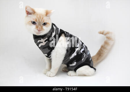 White Cat (Part Ragdoll) wearing a Black Camouflage Suitical Recovery Suit used to protect wounds or skin disorders Stock Photo