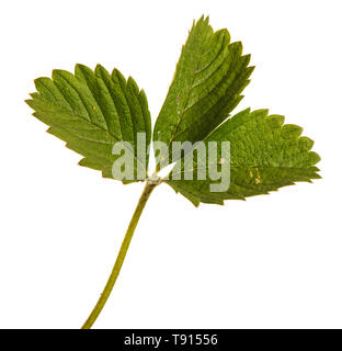 Green strawberry leaves. Isolated on white Stock Photo