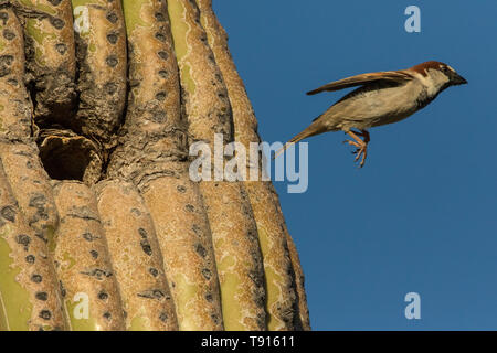house sparrow (Passer domesticus), male, flying from nest in saguaro cactus, Sonoran desert Arizona, a species introduced to North America from Eurasi Stock Photo