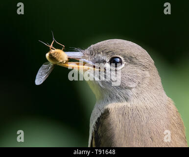 Least Flycatcher, Empidonax minimus, close-up eating a bug in Saskatoon, Saskatchewan Stock Photo