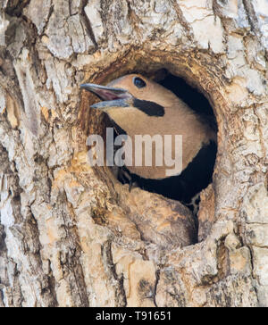 Northern Flicker, Colaptes auratus, male, in nest cavity in Saskatoon, Saskatchewan, Canada Stock Photo