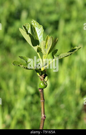 Branch of Fig tree or Ficus carica or Common fig with small fresh figs starting to mature on warm sun and young light green leaves in local garden Stock Photo