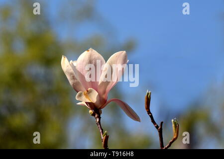 Single white with light purple petals Magnolia flower on top of tree branch next to small branch with closed flower buds on green leaves Stock Photo