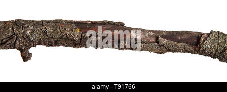 Dry branches of a pear tree isolated on a white Stock Photo