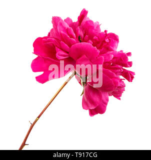 Red peony flower. Isolated on white Stock Photo
