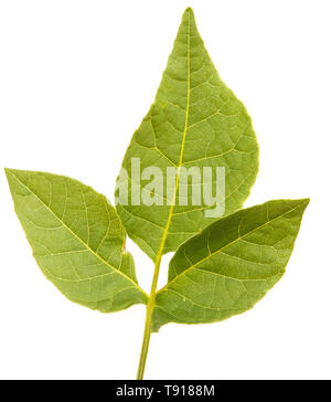 A branch of a walnut tree. Isolated on white Stock Photo