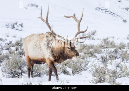 Bull elk in winter, Yellowstone National Park, Wyoming Stock Photo