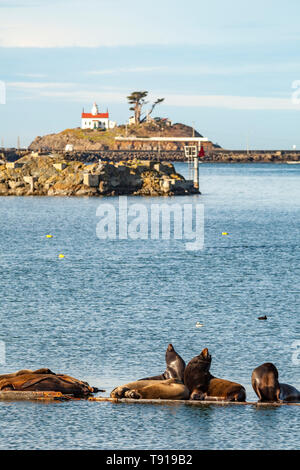 California Sea Lions (zalophus californius) and Steller Sea Lions (eumetopias jubatus) hauled out on floating pontoons. Battery Point lighthouse in the background. Crescent City, California, USA. Stock Photo