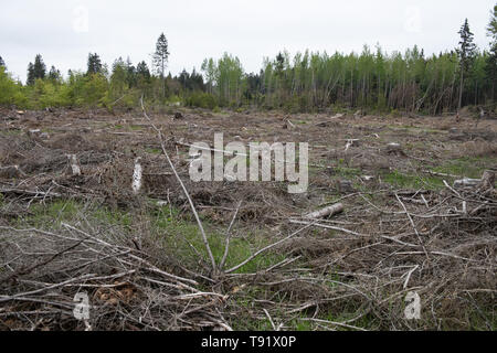 Sankt Ottilien, Germany. 16th May, 2019. Photograph of a forest area in the Söhrewald that was severely affected by the windthrow. After the drought of 2018, trees are weakened and susceptible to bark beetle infestation. Credit: Swen Pförtner/dpa/Alamy Live News Stock Photo