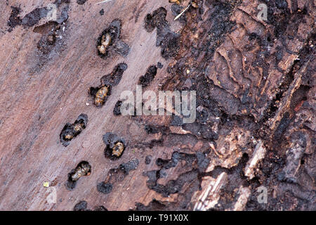Sankt Ottilien, Germany. 16th May, 2019. A piece of spruce bark affected by the bark beetle can be seen on an area of forest in the Söhrewald affected by the windthrow. After the drought of 2018, trees are weakened and susceptible to bark beetle infestation. Credit: Swen Pförtner/dpa/Alamy Live News Stock Photo