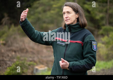 Sankt Ottilien, Germany. 16th May, 2019. Petra Westphal, head of the forestry office in Melsungen, gesticulates during a visit to a forest area in the Söhrewald that has been severely affected by the windthrow. After the drought of 2018, trees are weakened and susceptible to bark beetle infestation. Credit: Swen Pförtner/dpa/Alamy Live News Stock Photo