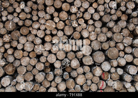 Sankt Ottilien, Germany. 16th May, 2019. Spruce logs are lined up along the edge of a forest area in the Söhrewald that has been severely affected by the windthrow. After the drought of 2018, trees are weakened and susceptible to bark beetle infestation. Credit: Swen Pförtner/dpa/Alamy Live News Stock Photo