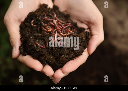 Woman holding worms with soil, closeup Stock Photo