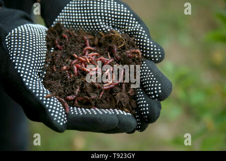 Woman holding worms with soil, closeup Stock Photo