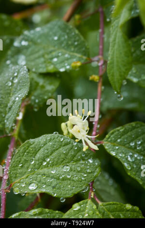 Honeysuckle flowers with leaves after a shower of rain in a London urban garden, England, United Kingdom, Europe Stock Photo