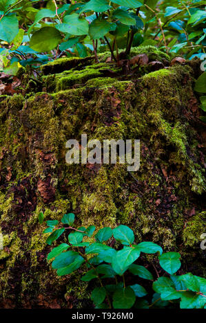 Forest setting with close-up of large tree stump covered in moss and plant growth. Stock Photo