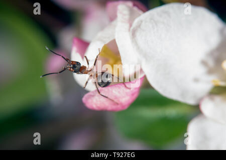 Red wood andt on a wild apple tree in bloom Stock Photo