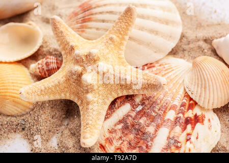 Starfish and seashells on sand, closeup Stock Photo