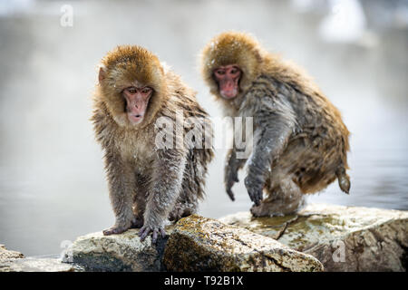 Cubs of Japanese macaque on the stone, near natural hot