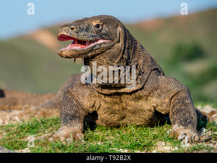 The Komodo dragon  raised the head and opened a mouth. Scientific name: Varanus komodoensis, It is the biggest living lizard in the world. Natural hab Stock Photo