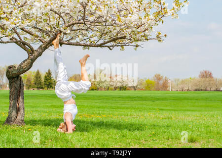 Beautiful woman is practicing yoga, doing Salamba Sirsasana exercise, standing in headstand pose near blossom tree at the park. Stock Photo