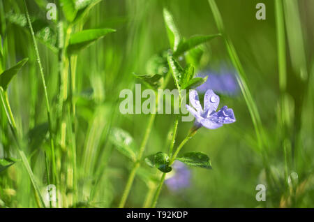 Natural spring background with blooming blue Muscari Stock Photo