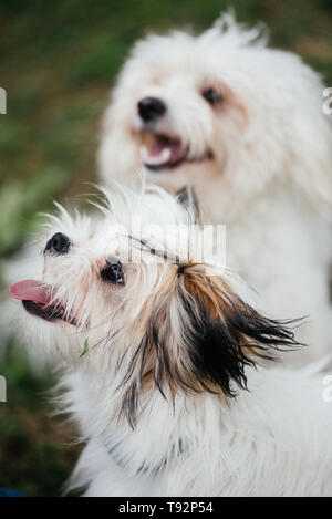 Two small white maltese running outside and playing around Stock Photo