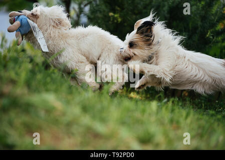 Two small white maltese running outside and playing around Stock Photo