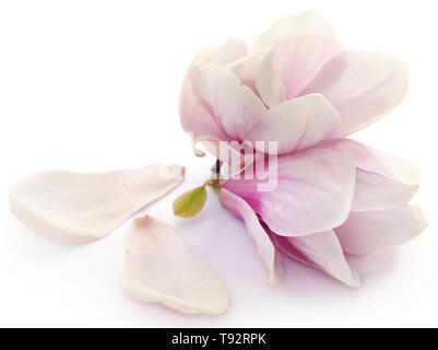 Magnolia flower over white background Stock Photo