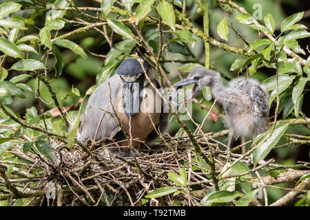 Boat-billed Heron, adult and chicks on nest, Selva Verde, Costa Rica 27 March 2019 Stock Photo