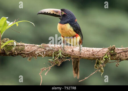 collared aracari Pteroglossus torquatus perched on branch, Costa Rica Stock Photo