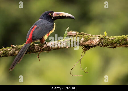 collared aracari Pteroglossus torquatus perched on branch, Costa Rica Stock Photo