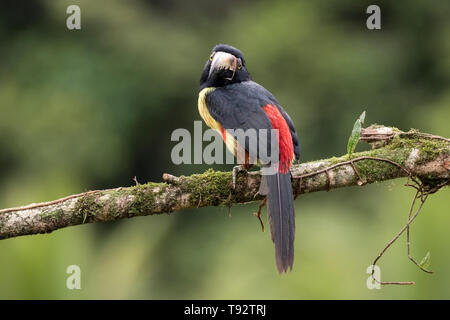 collared aracari Pteroglossus torquatus perched on branch, Costa Rica Stock Photo