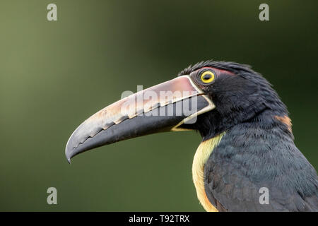 collared aracari Pteroglossus torquatus perched on branch, Costa Rica Stock Photo