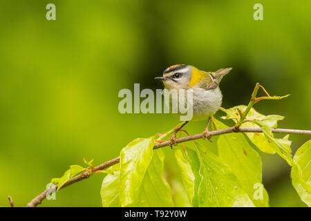 Beautiful, colorful bird singing from a branch against a green forest background. Common firecrest (Regulus ignicapilla). Bieszczady. Poland Stock Photo