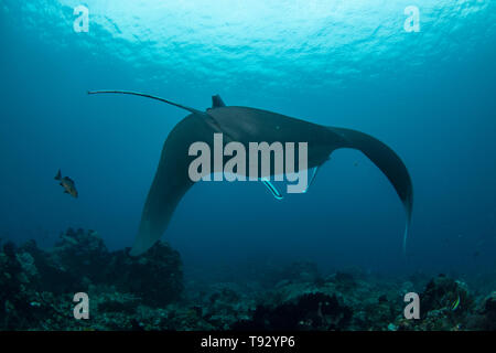 Giant oceanic manta ray ( Manta birostris ) swimming over a coral reef in Raja Ampat, West Papua, Indonesia. Stock Photo