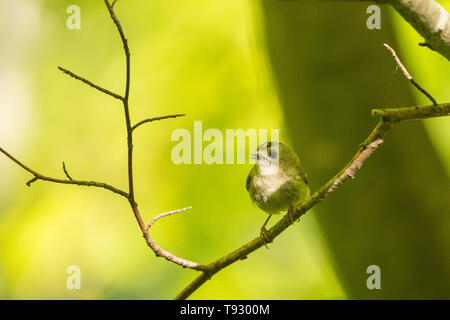 Goldcrest (Regulus regulus). A beautiful little bird on a green forest background. A beautiful little bird on a green forest background Stock Photo