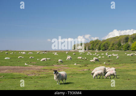 Sheep and their lambs grazing on tidal salt marshes close to Jenny Brown’s Point, which can be seen in the distance, near the village of Silverdale on Stock Photo