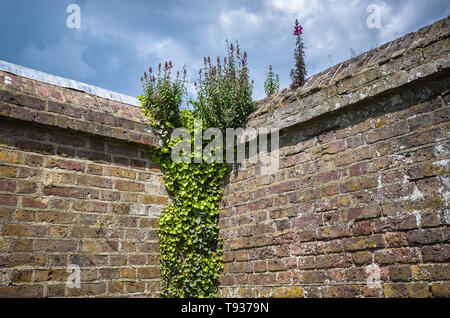 Green vine and wild Toadflax flowers on an old garden wall with dramatic stormy sky. Stock Photo
